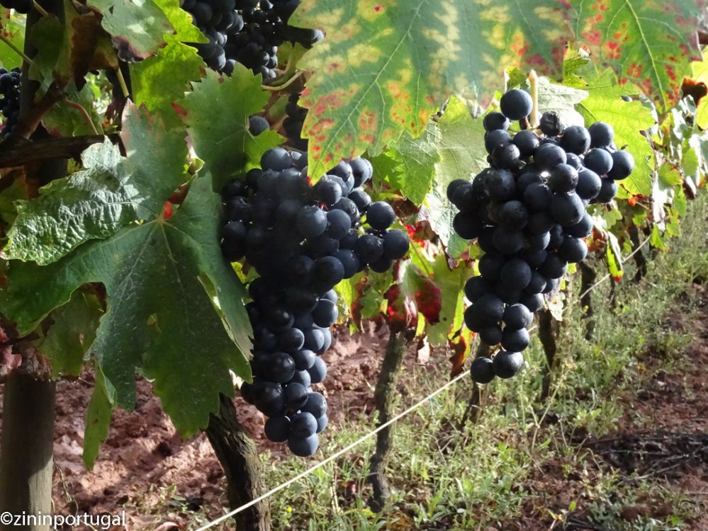 Rode druiven van het ras Tinta Roriz