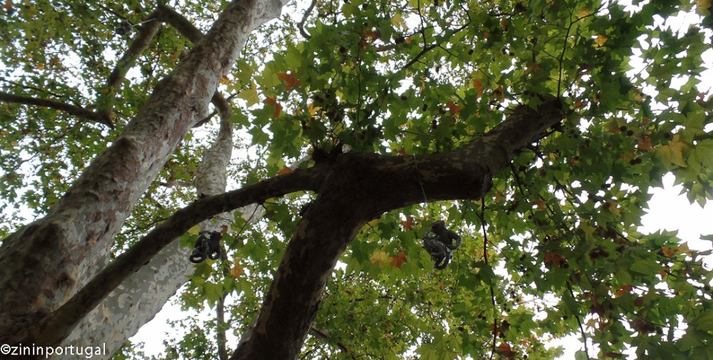 Keramiek in Caldas, apen