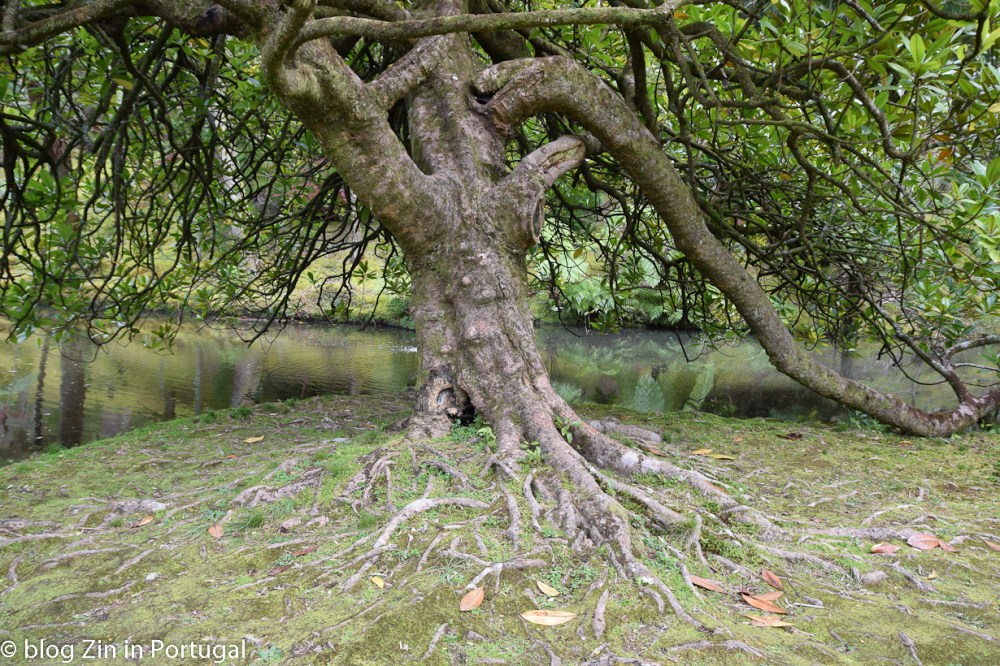 Hotel_Terra_Nostra_Botanical_Garden_06