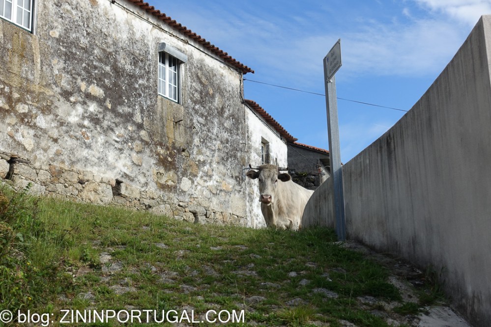 Trail Lobo Atlântico