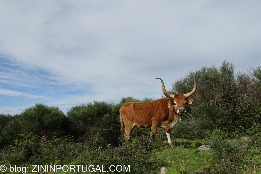 Een wilde koe van het Cachena-ras