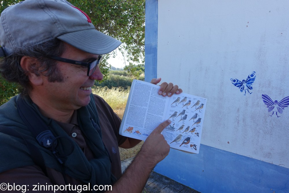 Bernardo Barreto van www.birds.pt