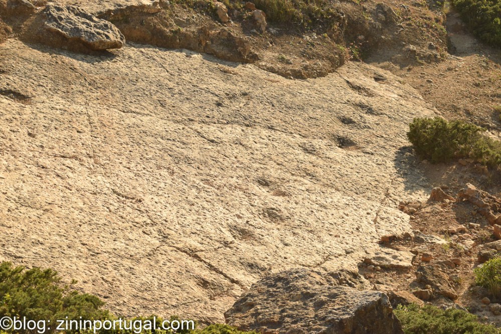 Voetspoor Dinosaurus