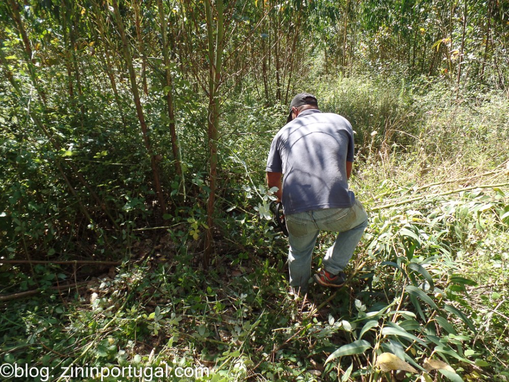 Eucalyptus_11_van_16_