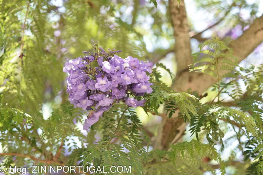 Jacaranda