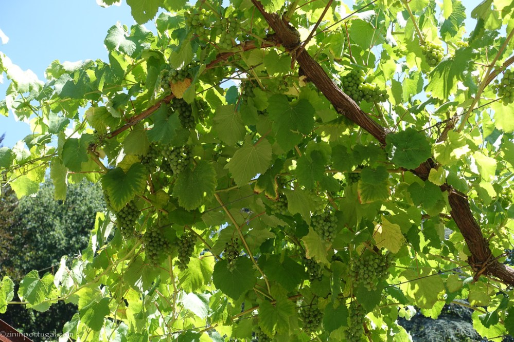 Palácio da Brejoeira