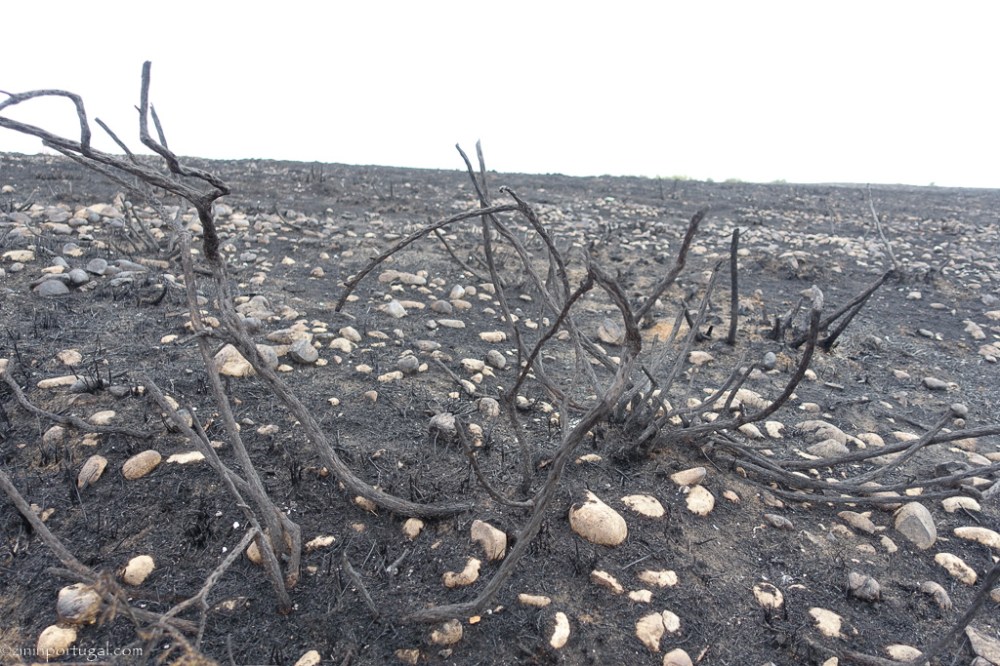 #zininportugal brand_oktober_2017_04